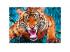 Támadó tigris 600db-os puzzle - Trefl