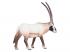 Mojo Wildlife Oryx - 387242