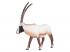 Mojo Wildlife Oryx - 387242