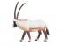 Mojo Wildlife Oryx - 387242