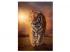 Clementoni: Tigris 1500 db-os puzzle - High Quality Collection