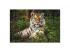 Animal Planet: Tigris 1000db-os puzzle