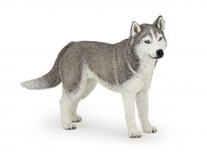 Szibériai husky